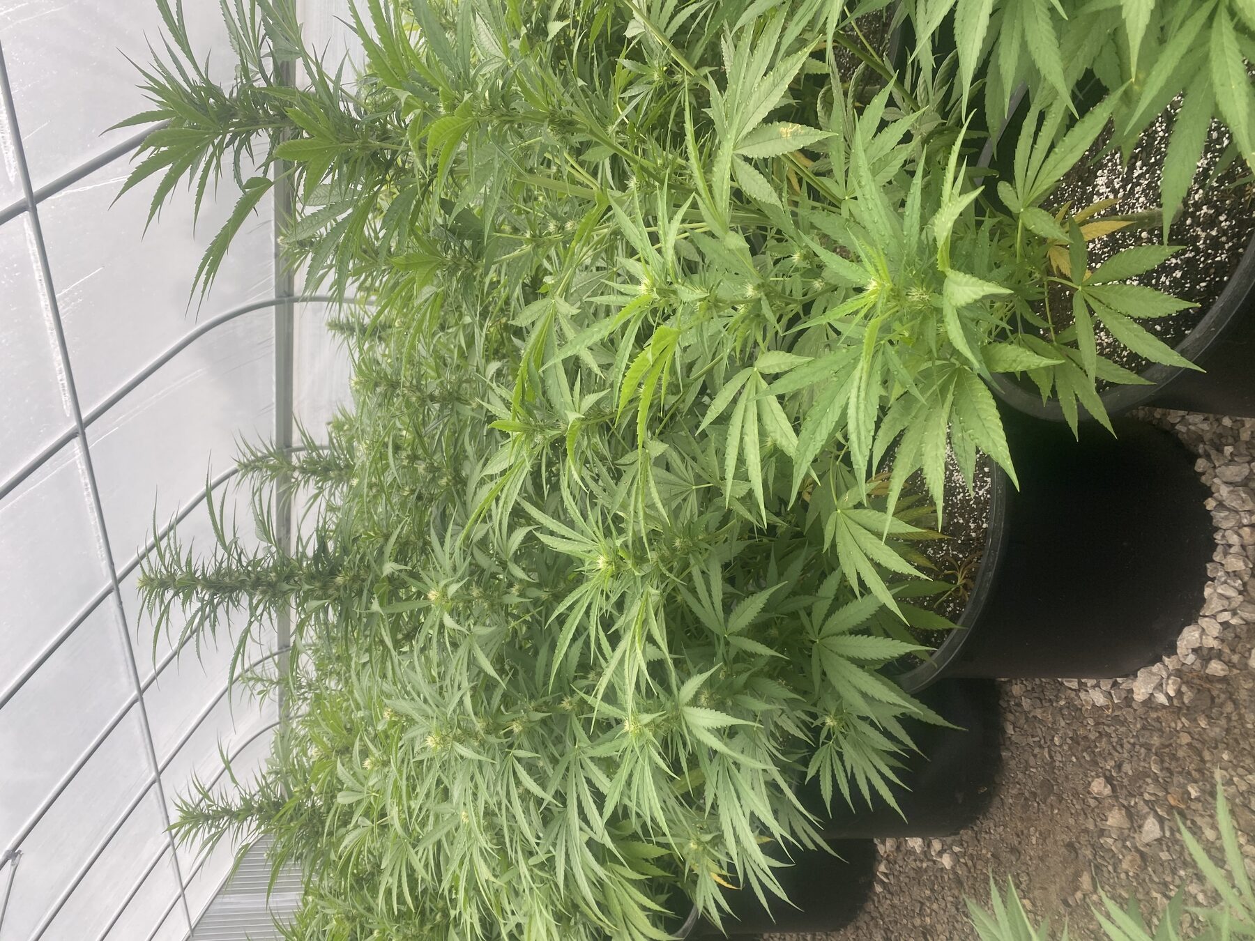Hemp plants growing in the Kaw Valley field with the production facility in the background