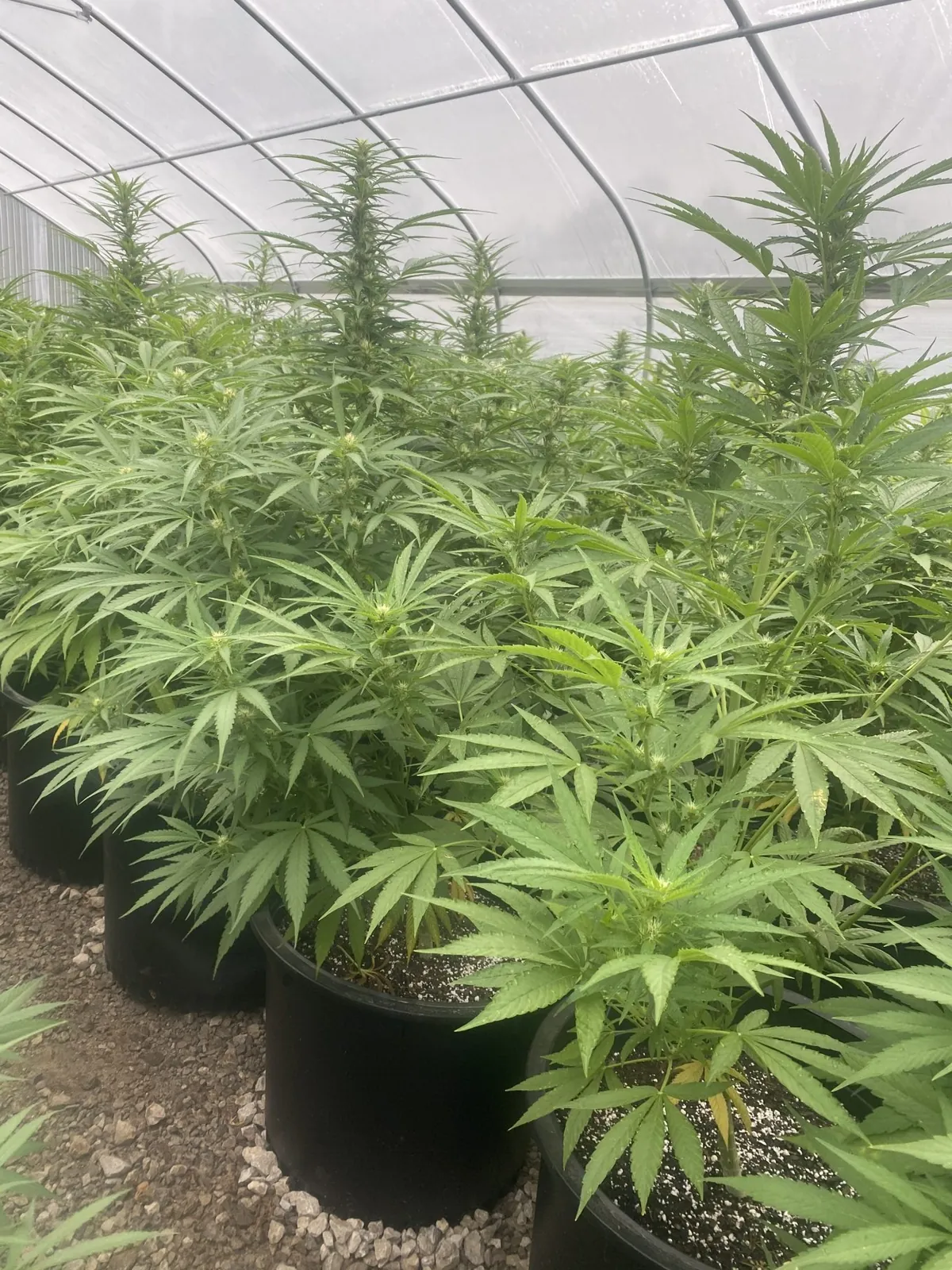 Hemp plants growing in the Kaw Valley greenhouse