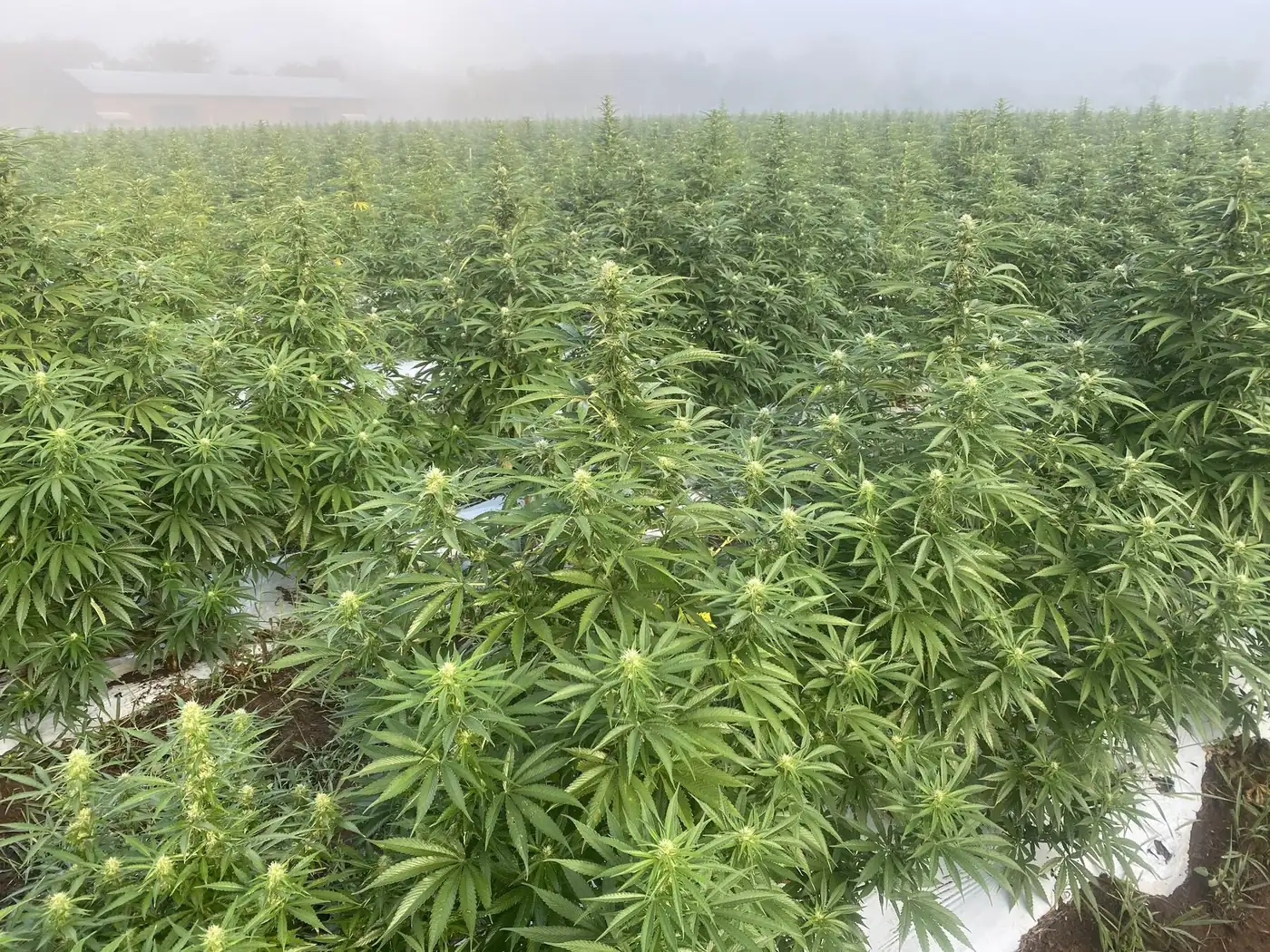 Kaw Valley Cannabis hemp field on a misty Kansas morning