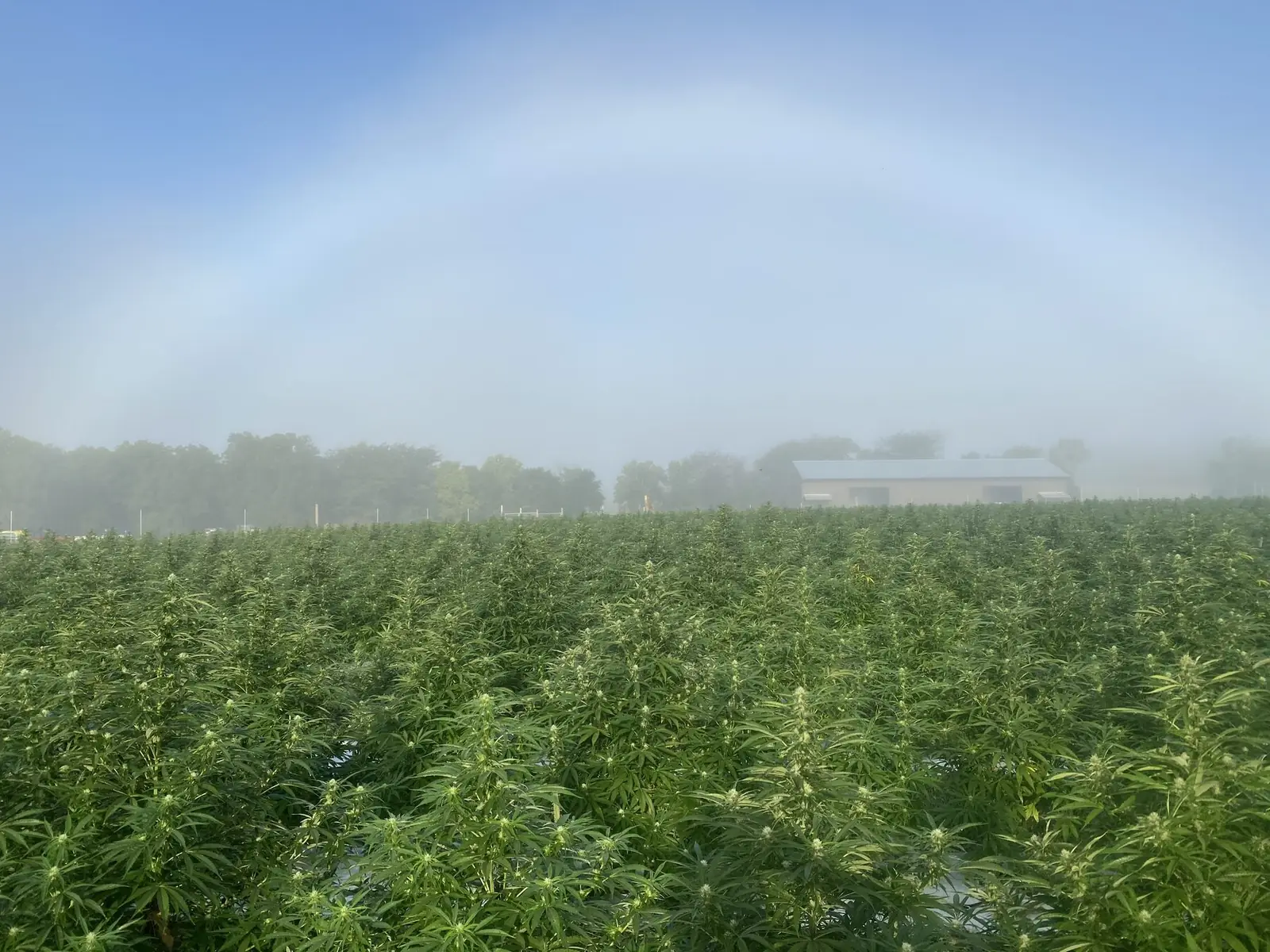 Kaw Valley Cannabis hemp field in early morning Kansas mist