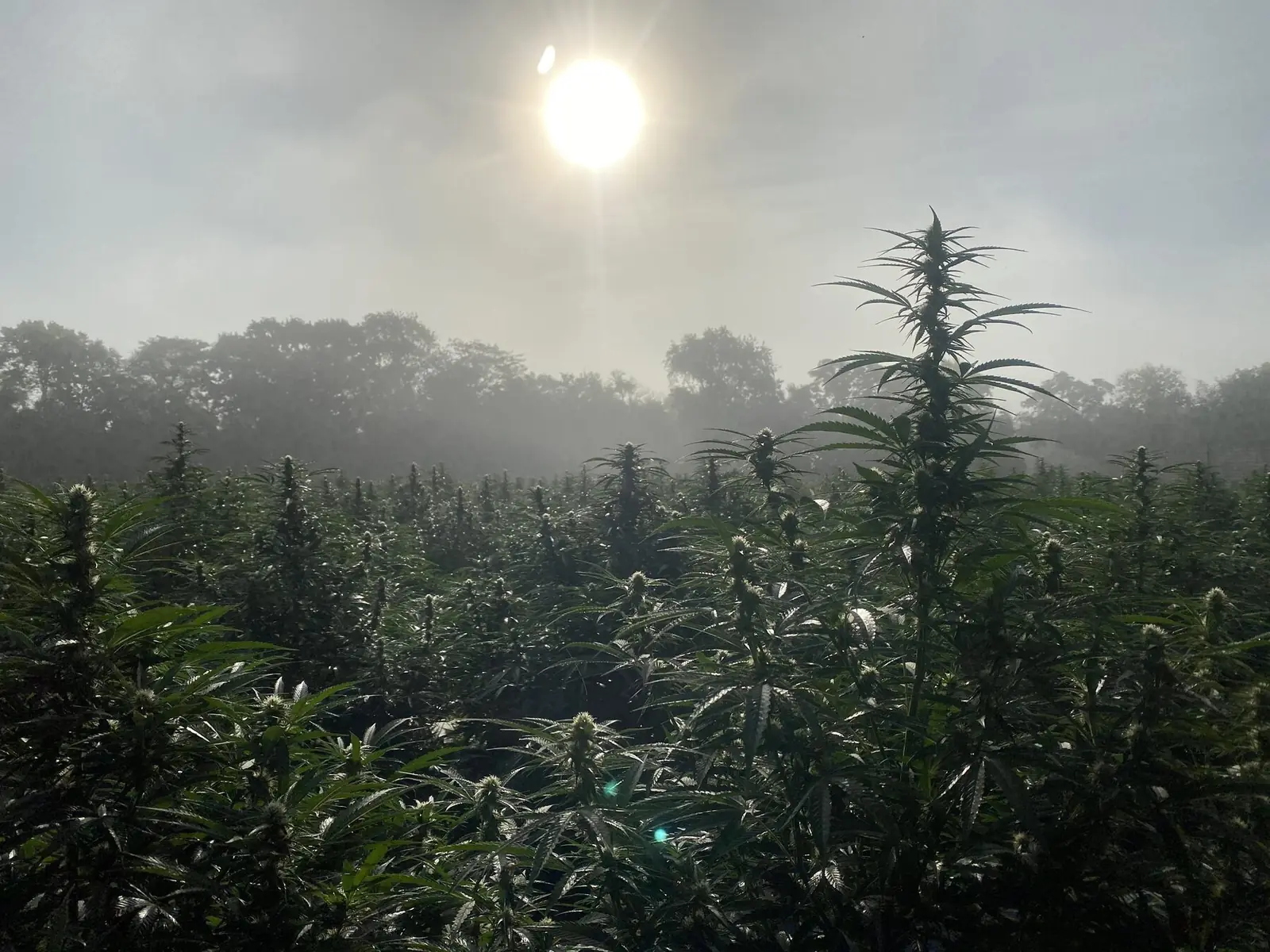 Kaw Valley Cannabis hemp field at sunrise in Lawrence, Kansas