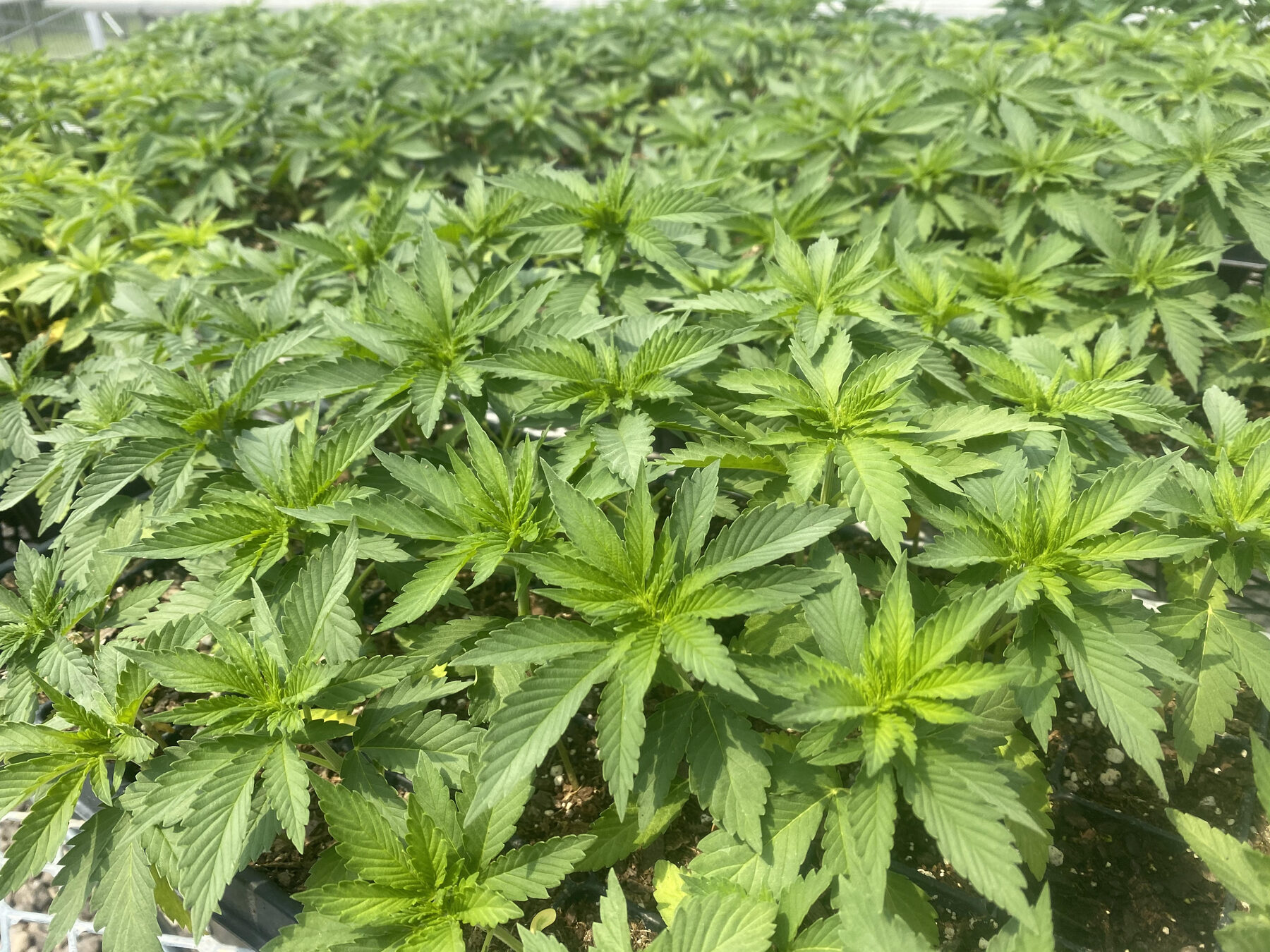 Young hemp seedlings starting in the Kaw Valley greenhouse