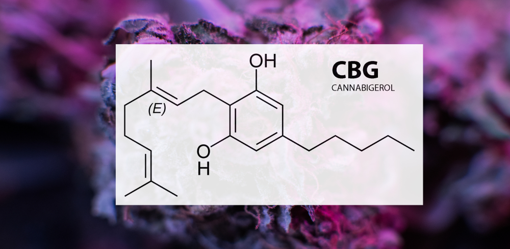 Exploring the Extraction Methods of CBG Isolate